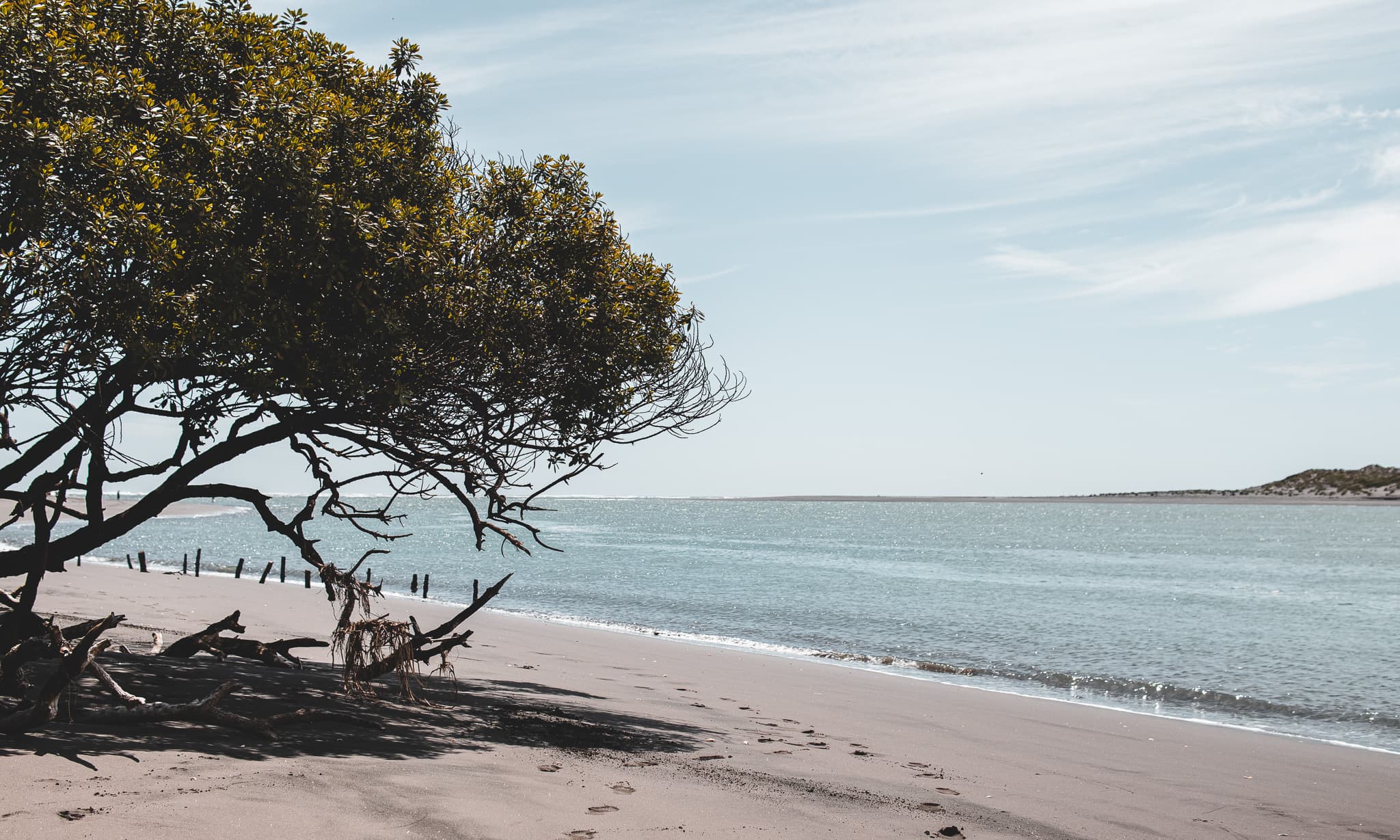 A tree leaning out over a beach towards calm water, its fallen branches on the sand and a row of old posts at the water’s edge.