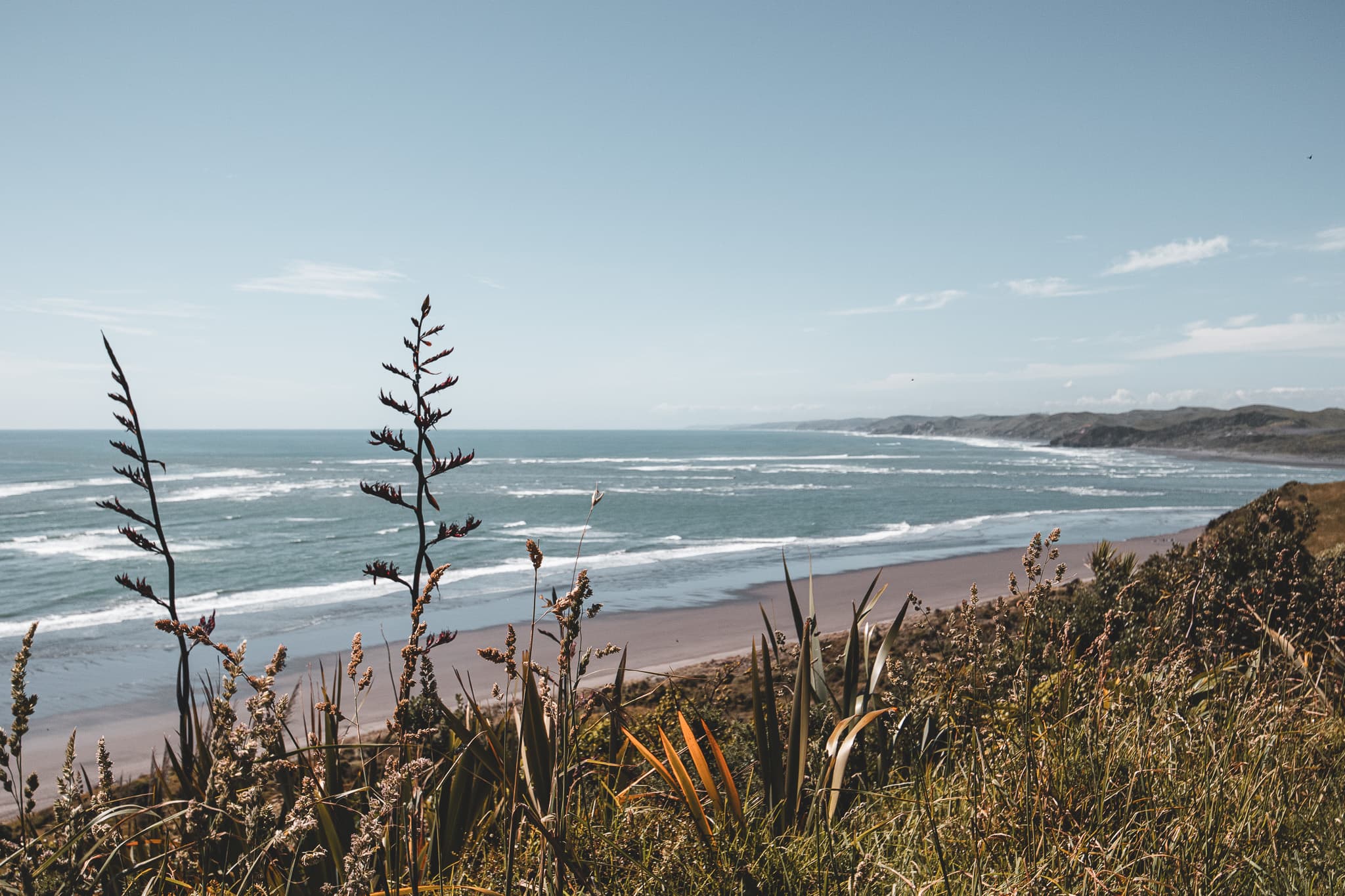 A long beach and rolling surf seen from a grassy headland, through flax flowers and seed heads, with hills along the coast in the distance.